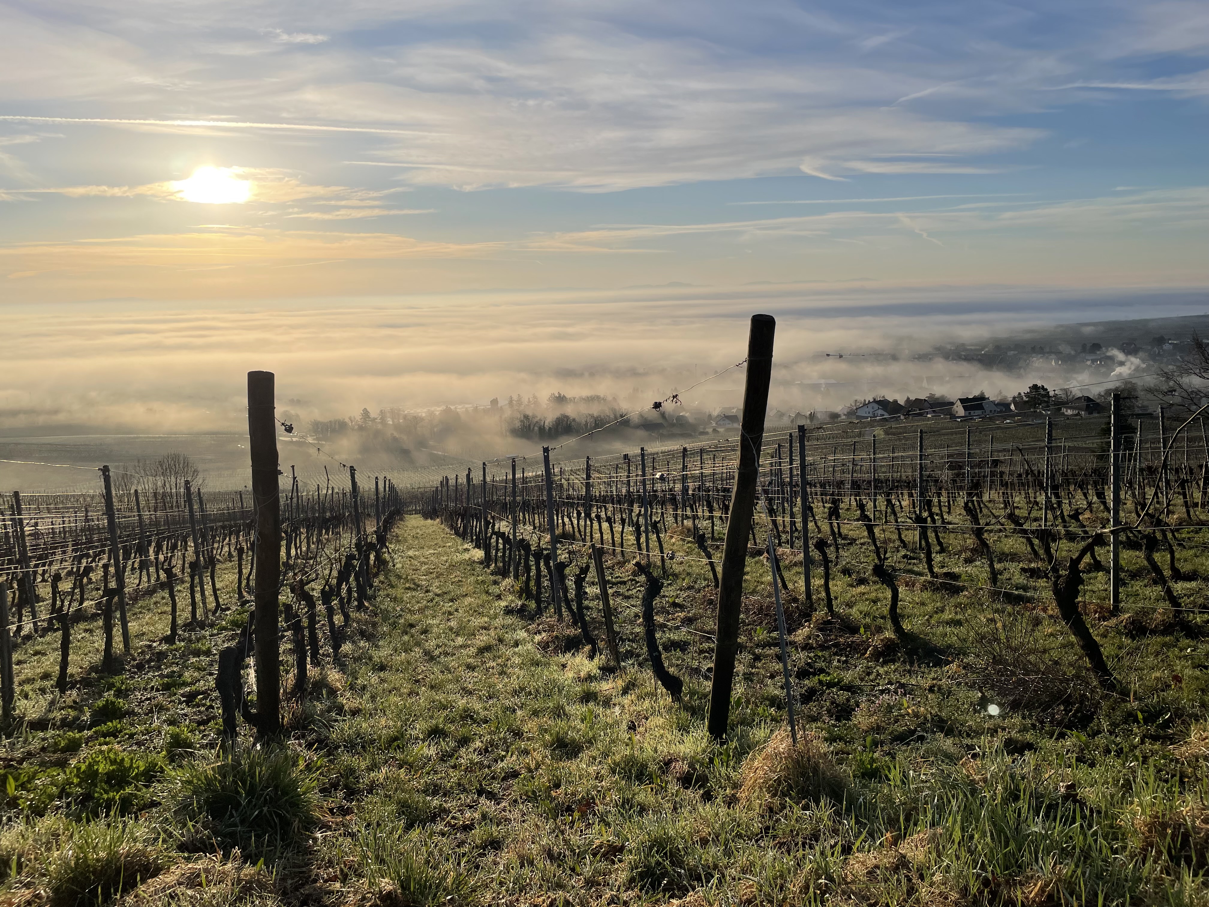 Vignoble Xavier Wymann
